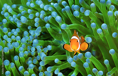 Clownfish, Amphiprion ocellaris  