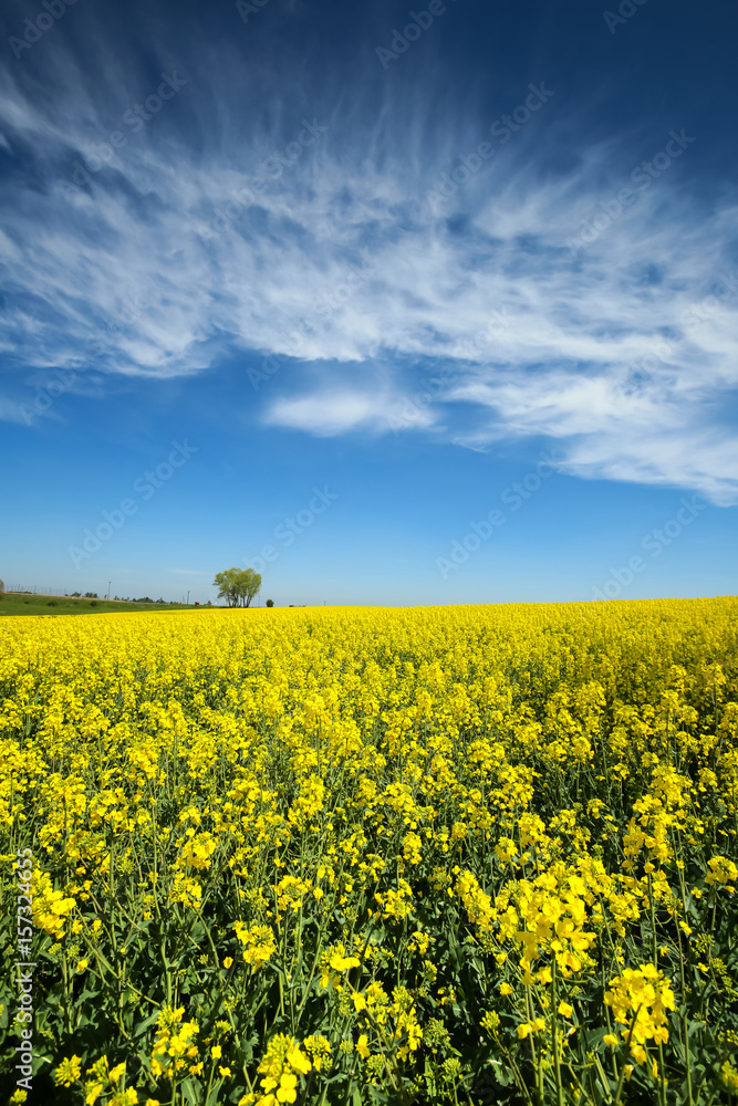 A view of yellow flowering rapeseed fields in spring in Bavaria, Germany. A view of yellow flowering rapeseed fields in spring in Bavaria, Germany.