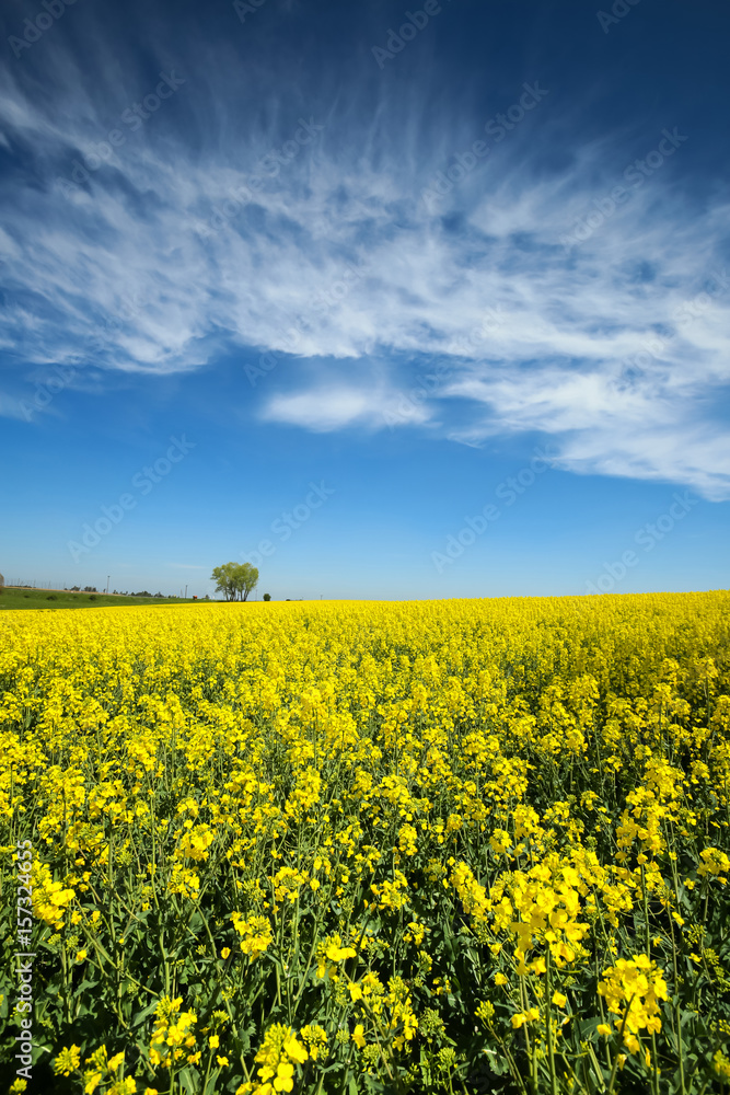 A view of yellow flowering rapeseed fields in spring in Bavaria, Germany. 