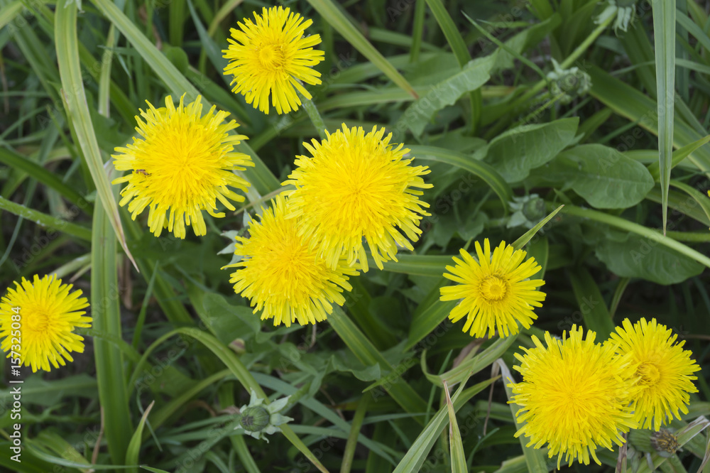 Obraz premium Flower of a dandelion against a green grass