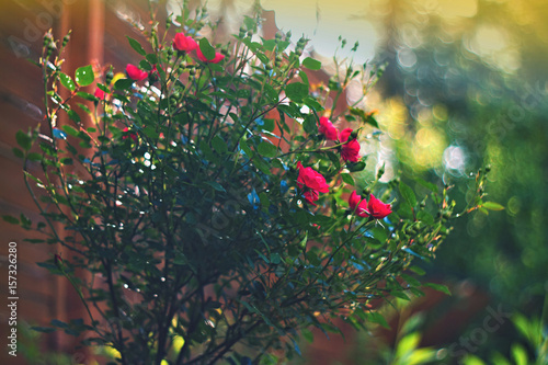 Red rose blooming in the garden