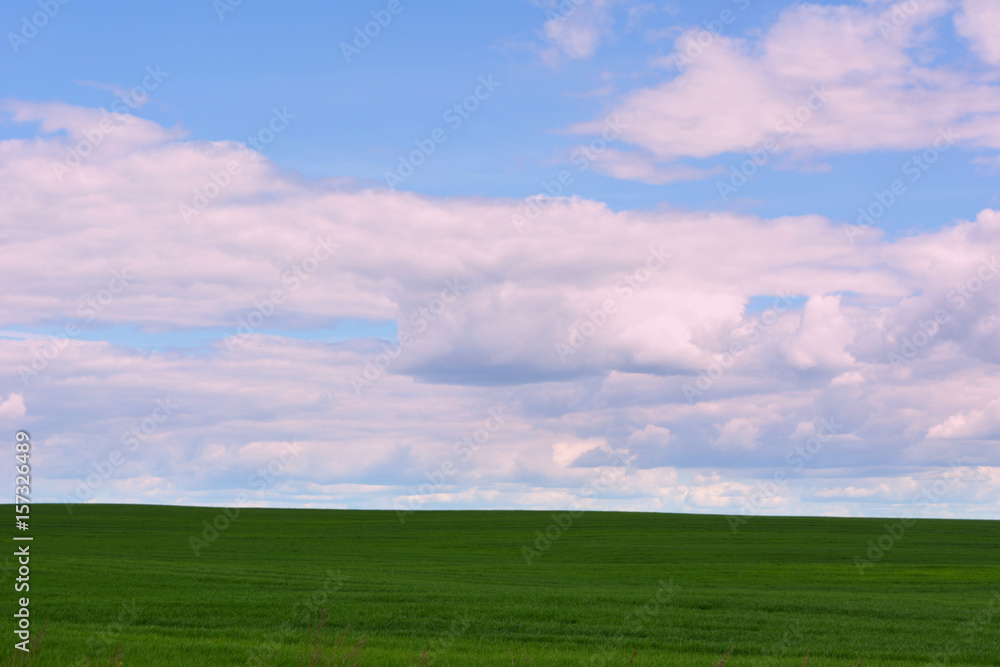Beautiful spring landscape: green field against the sky, nature 