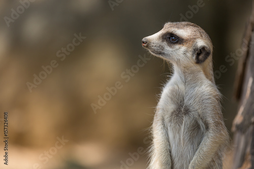 The meerkat or suricate Suricata suricatta is a small carnivoran belonging to the mongoose family