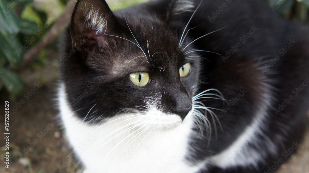 Black and white cat. Wildlife Photography. Portrait Black and white cat. Wildlife Photography. Portrait