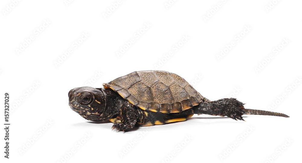 Little baby turtle, Hermann's Tortoise isolated on white background Little baby turtle, Hermann's Tortoise isolated on white background