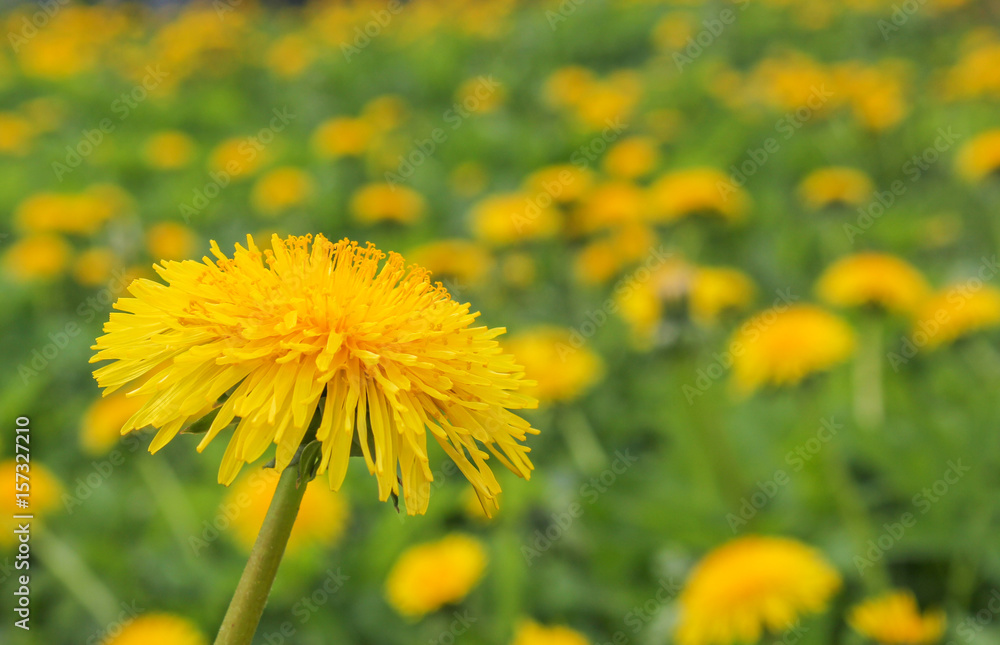 Bright, Sunny flower dandelion. dandelion closeup on the background of other dandelions.. Bright, Sunny flower dandelion. dandelion closeup on the background of other dandelions..