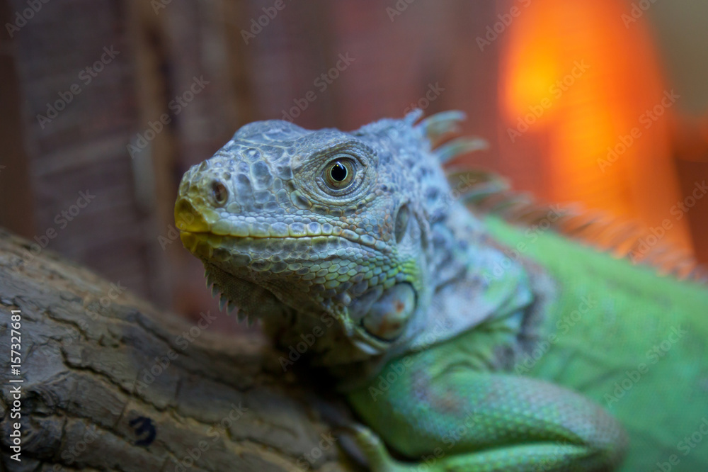 Fototapeta premium Iguana on a blurred background