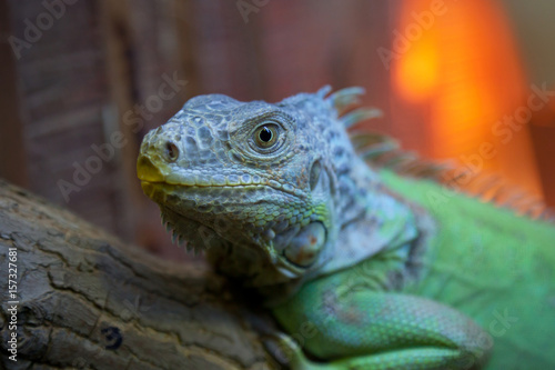 Iguana on a blurred background