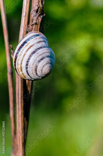  Snail on the weed with blurred background