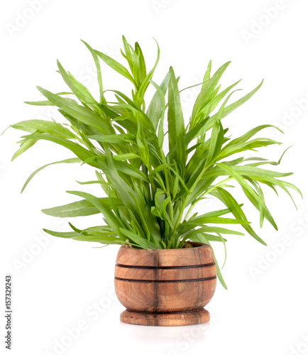 tarragon in a wooden bowl isolated on a white background. Artemisia dracunculus