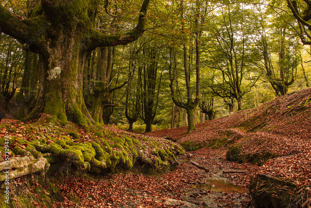 Obraz premium Hayedo de Otzarreta ( Beech Wood)