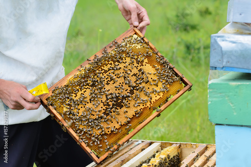 Beekeeper is working with bees and beehives on the apiary. Apiculture.