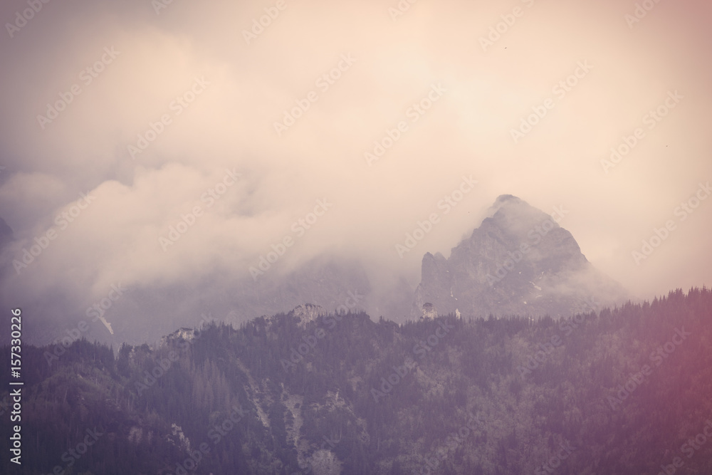 Fototapeta premium Fog in the fir forest in autumn or spring time