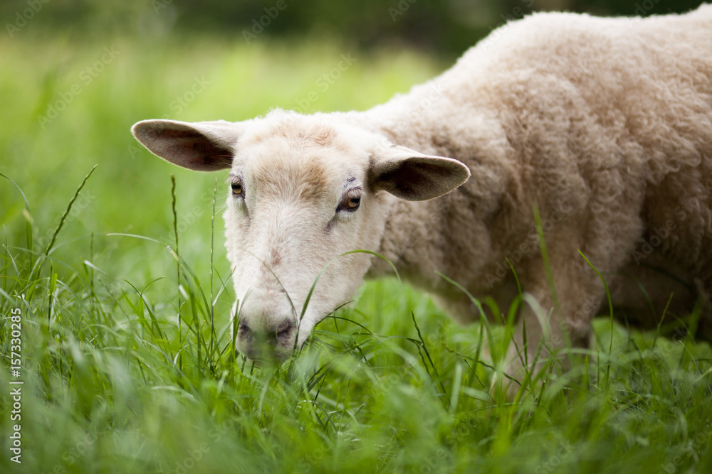 Schaf frisst, grast auf einer grünen Wiese