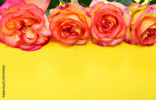 Pink-yellow roses on a yellow background
