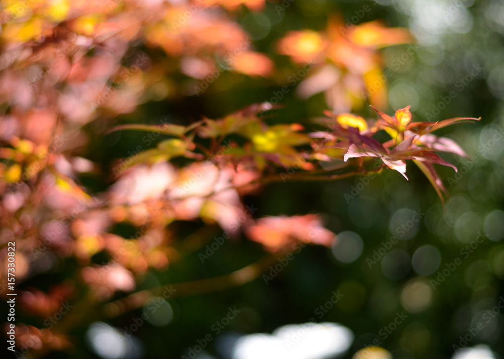 Autumn leaves Autumn leaves