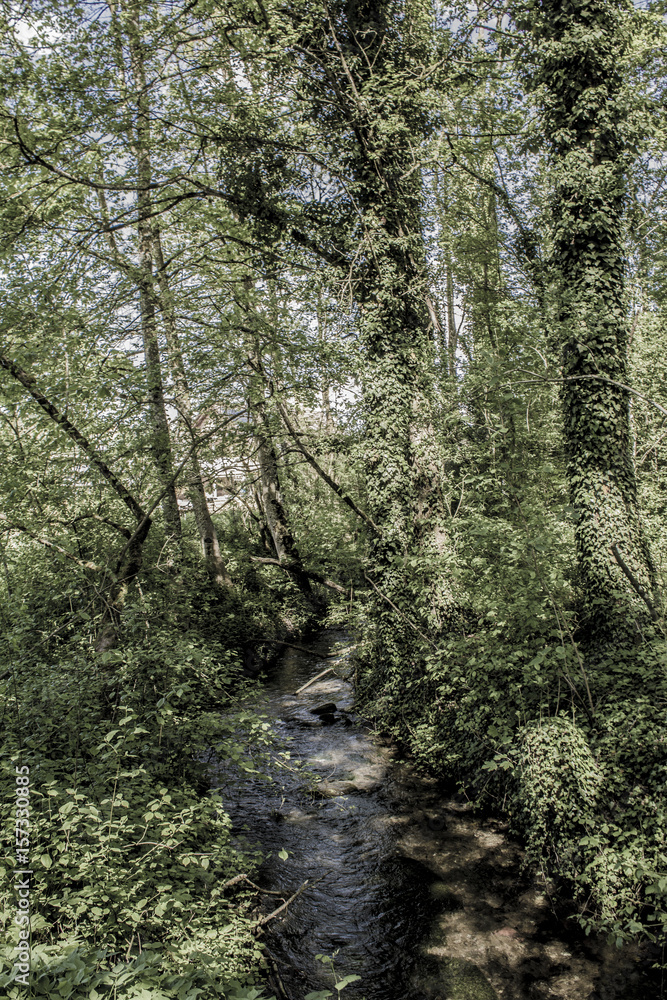 bosque en suiza