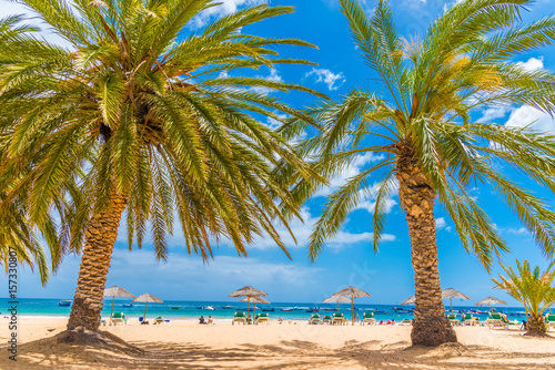 Palm tree on the beach