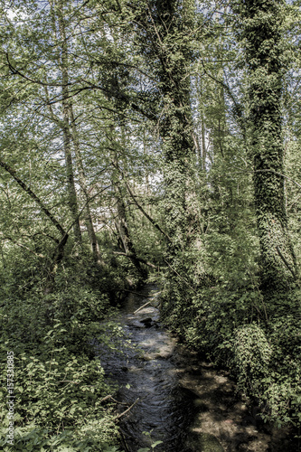 Obraz na płótnie bosque en suiza w salonie