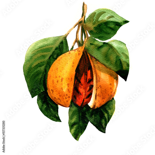 Ripe nutmeg, Myristica fragrans, branch with leaves and seed isolated, watercolor illustration photo