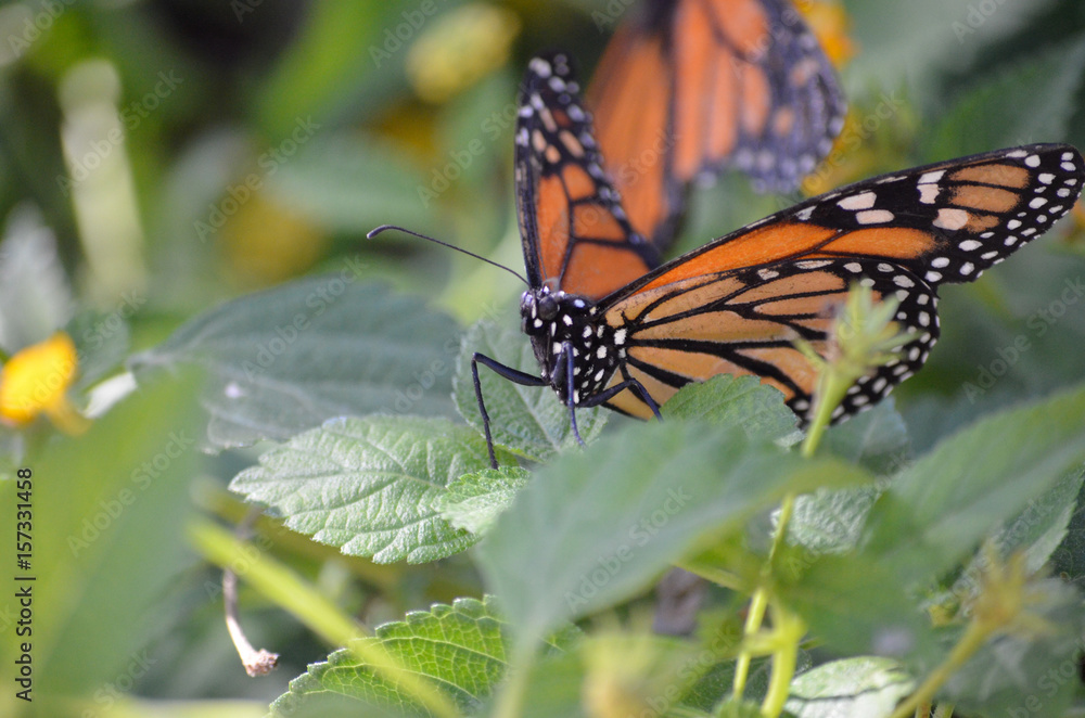 Obraz premium Monarch butterfly sitting on plants