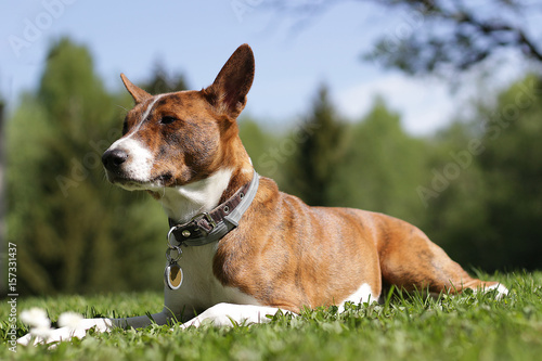 Basenji dog on grass outdoor.