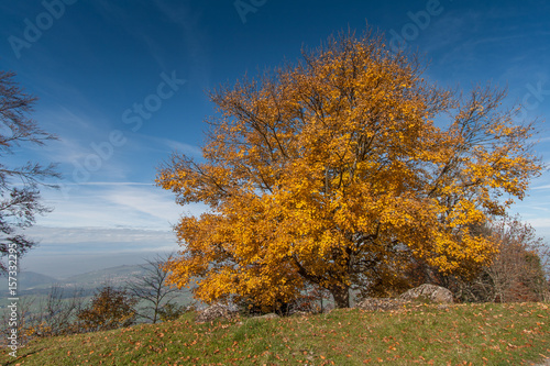 Fototapeta Naklejka Na Ścianę i Meble -  Yellow tree near mount Rigi, Alps, Switzerland