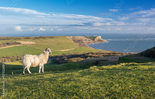 sheep with a beautiful view