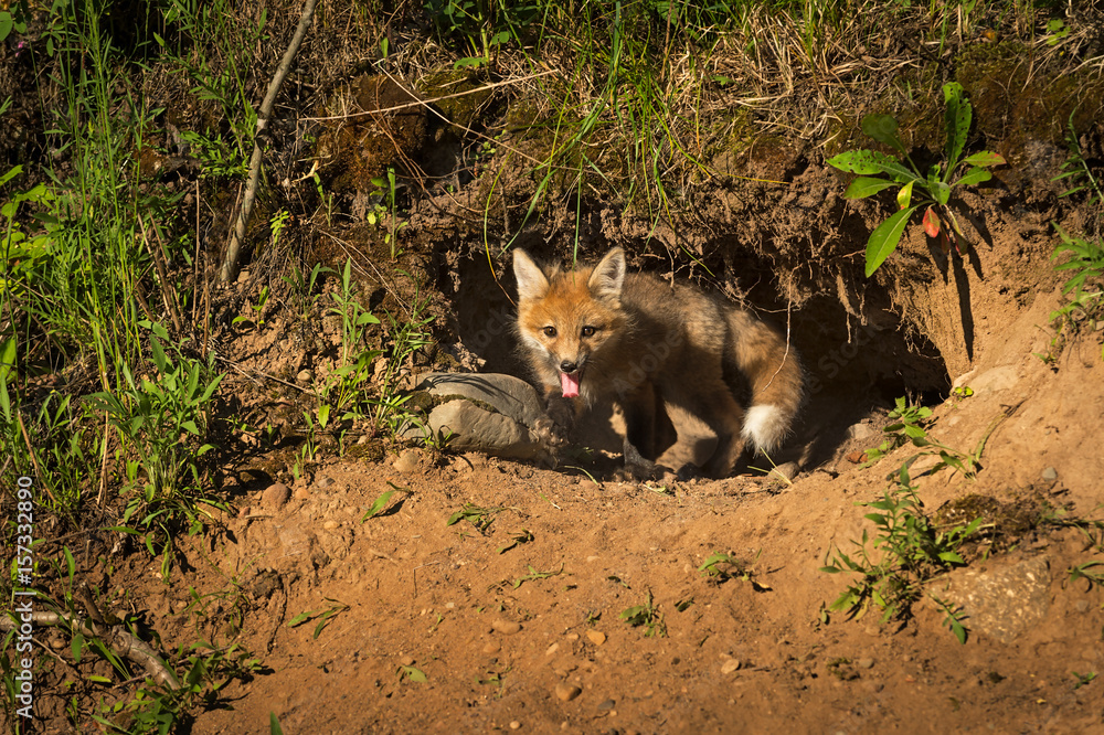 Fototapeta premium Red Fox Kit (Vulpes vulpes) Crawls Out of Den
