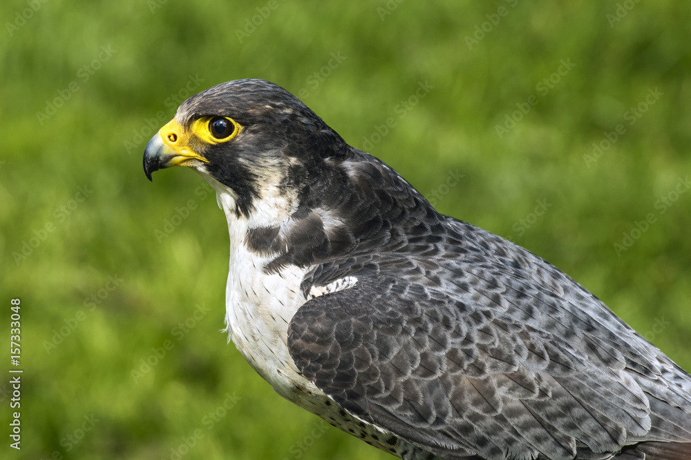 The peregrine falcon called also duck hawk The peregrine falcon called also duck hawk