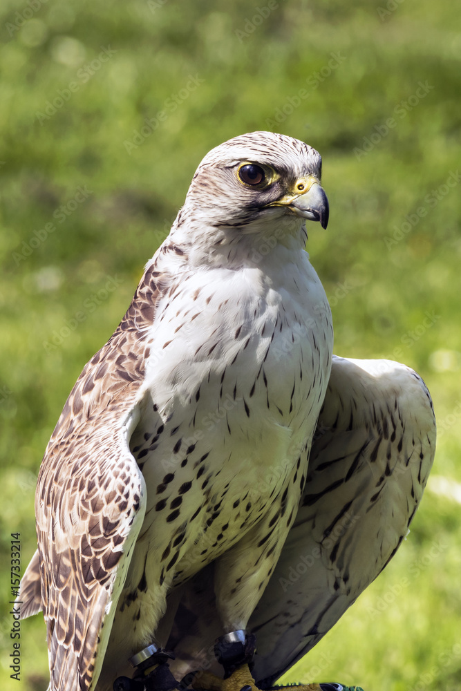 The saker falcon (Falco cherrug) The saker falcon (Falco cherrug)