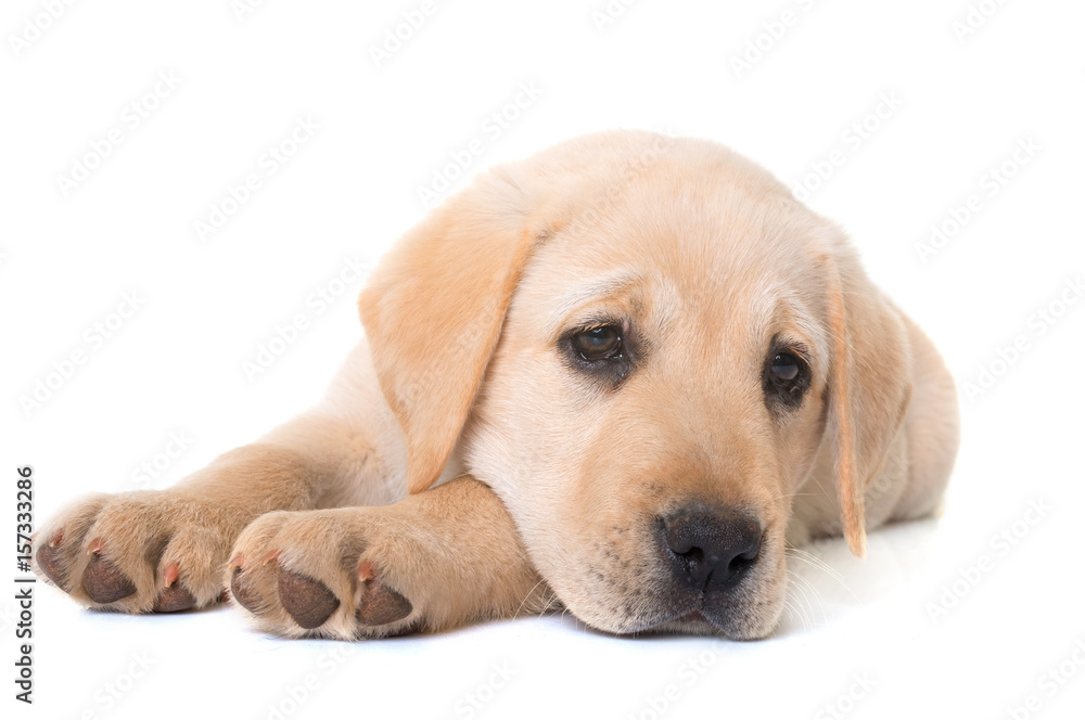 puppy labrador retriever puppy labrador retriever