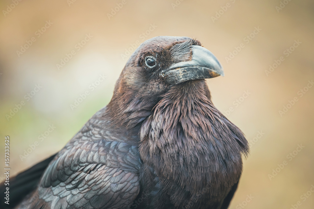 Fototapeta premium Common Raven sitting on a wooden beam, close up