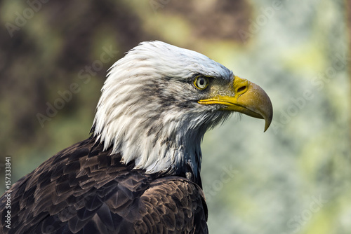 The bald eagle  Haliaeetus leucocephalus 