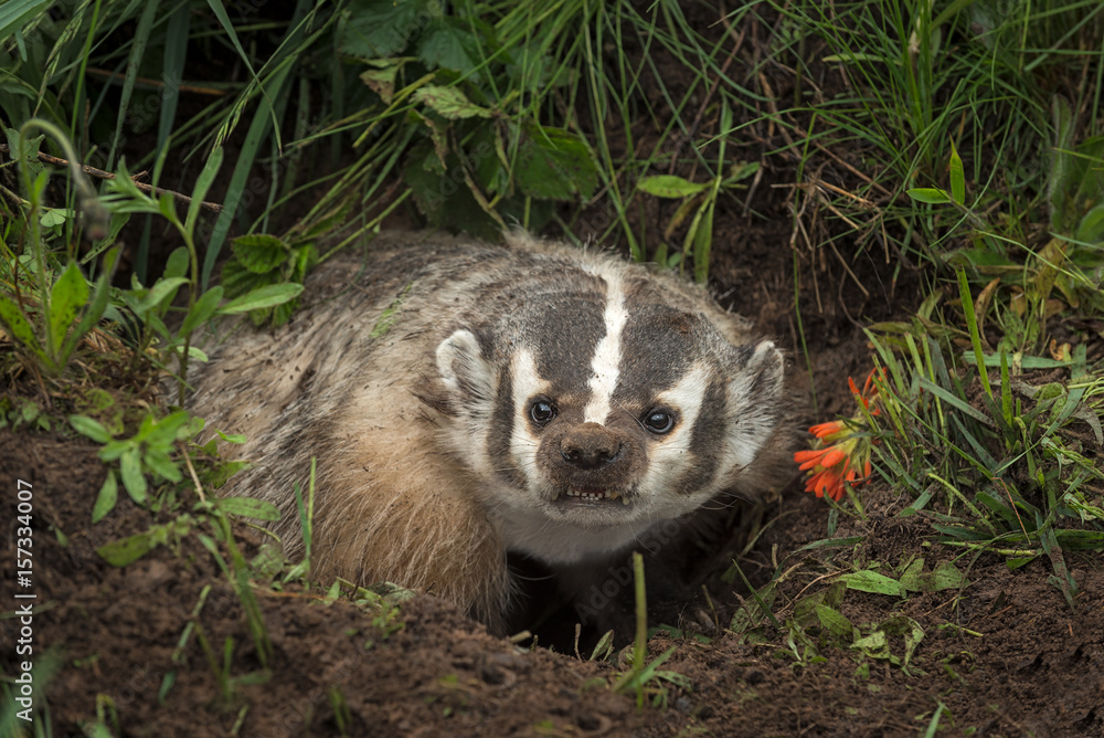 Fototapeta premium North American Badger (Taxidea taxus) Steps Up Out of Den