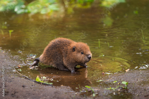 North American Beaver Kit (Castor canadensis) Stands on Shoreline photo