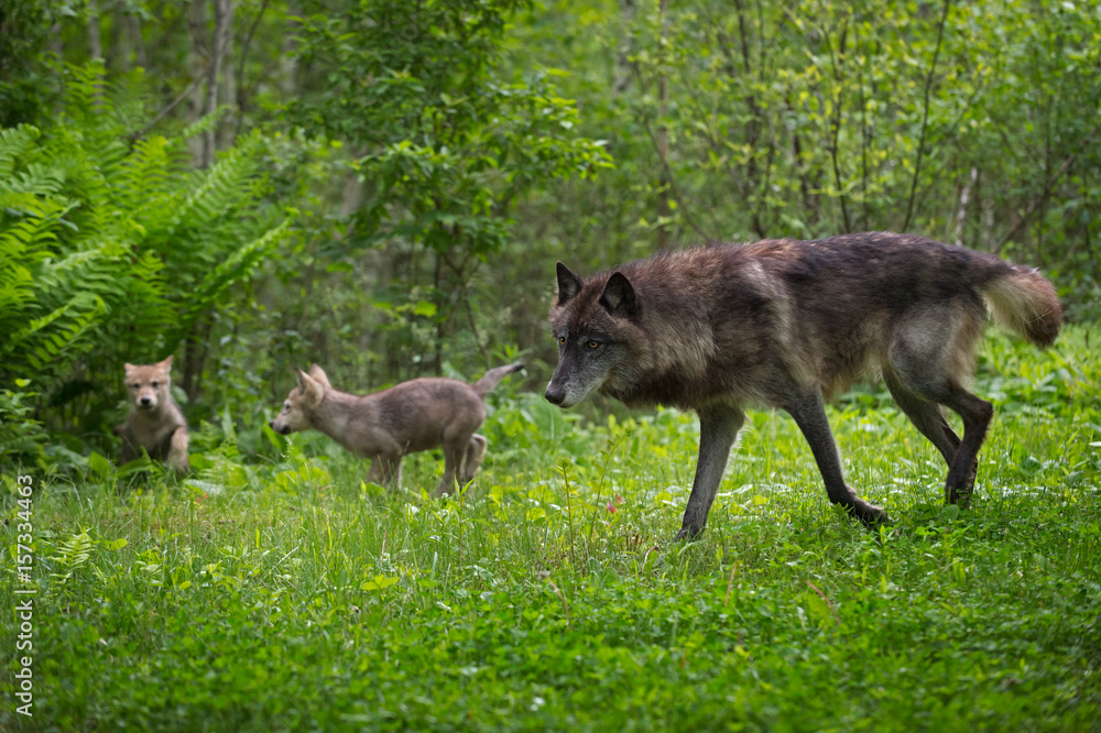 Black Phase Grey Wolf (Canis lupus) Runs With Pups Black Phase Grey Wolf (Canis lupus) Runs With Pups