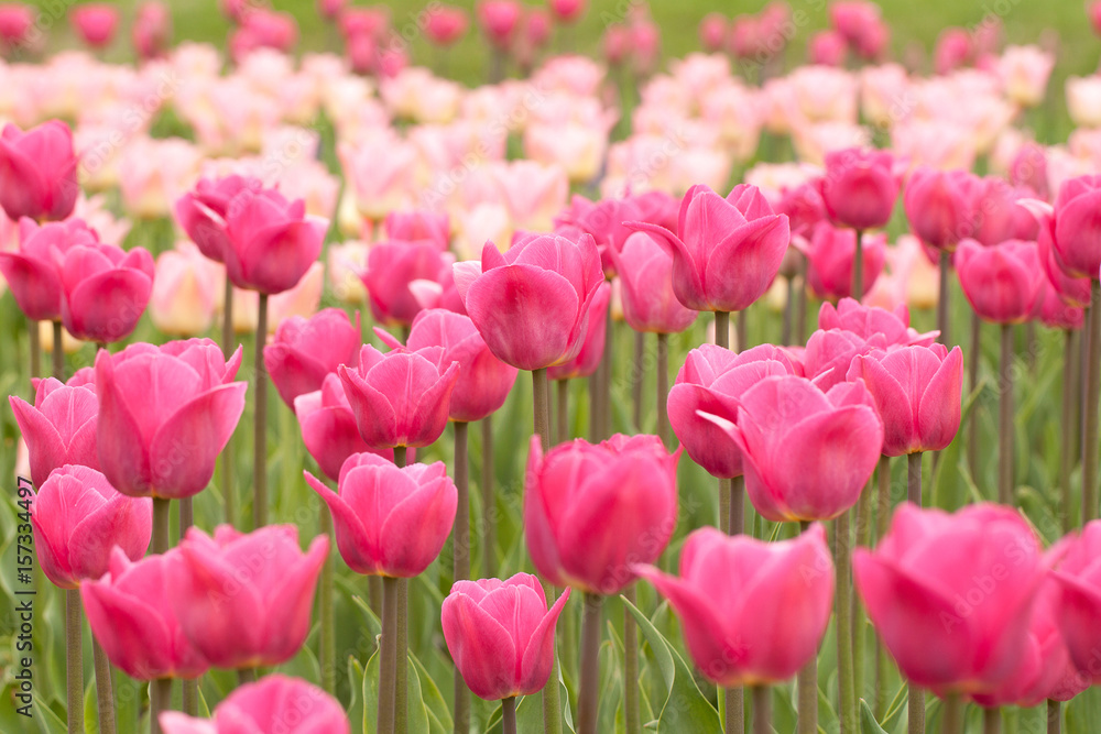 Many bright pink and red tulips in the field