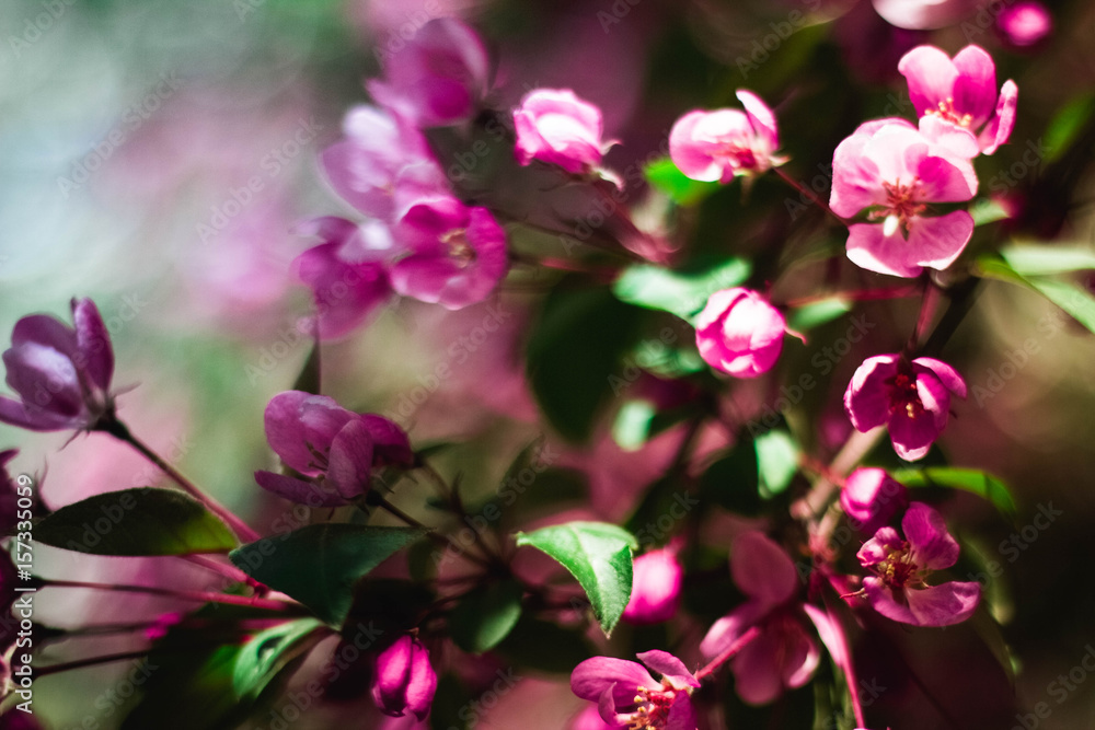 the flowers of the apple tree in the summer day the flowers of the apple tree in the summer day