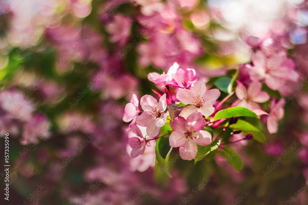 the flowers of the apple tree the flowers of the apple tree