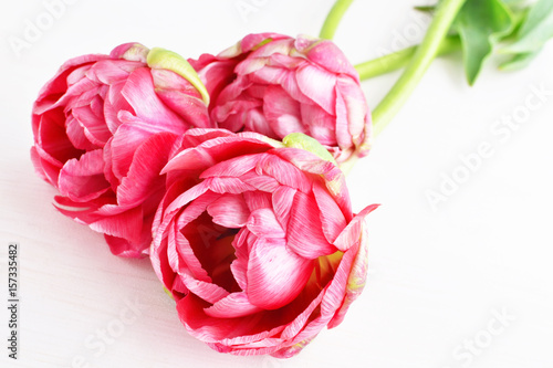 Fototapeta Naklejka Na Ścianę i Meble -  pink terry tulips