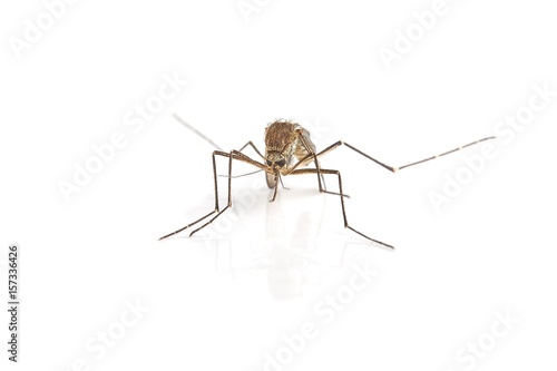 Mosquito on white surface