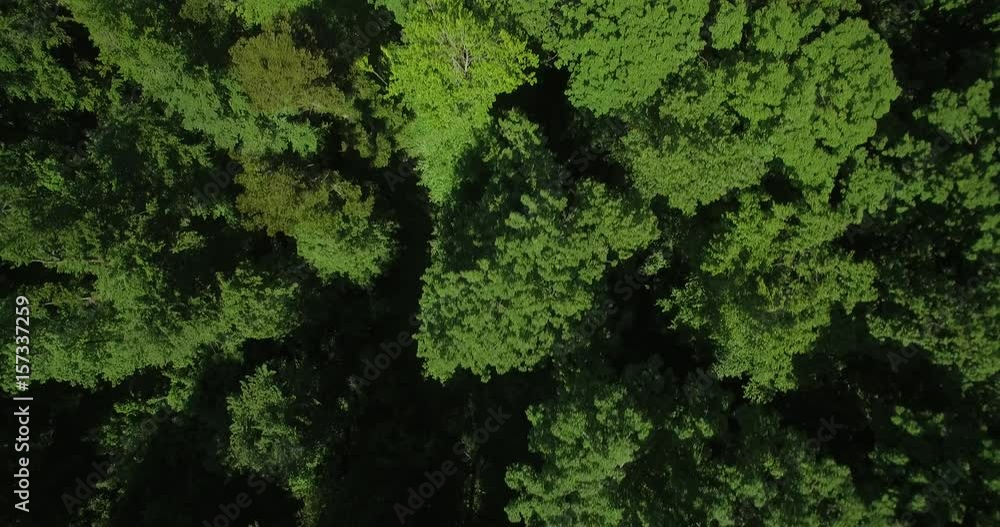 Aerial, Slow Vertical Flight Above German Forest Aerial, Slow Vertical Flight Above German Forest
