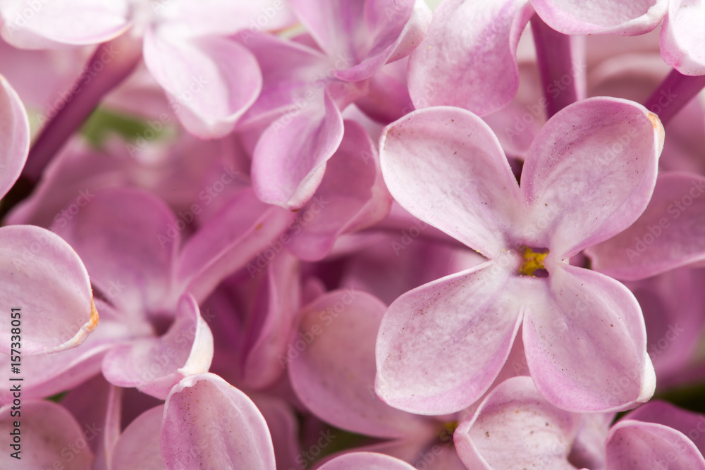Beautiful spring delicacy lilac flowers. Beautiful spring delicacy lilac flowers.