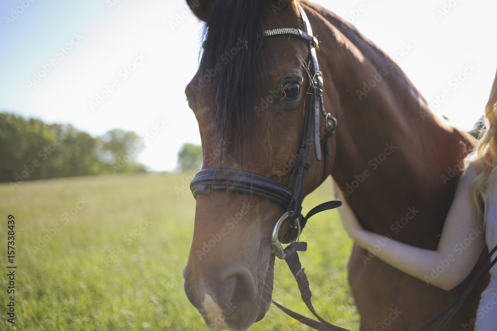 Obraz premium Brown Horse with Black Mane in a Meadow