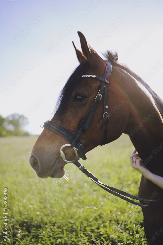 Obraz premium Brown Horse with Black Mane in a Meadow
