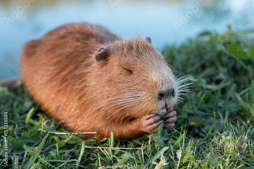 Portrait of a charming sniffing nutria, sitting in the grass