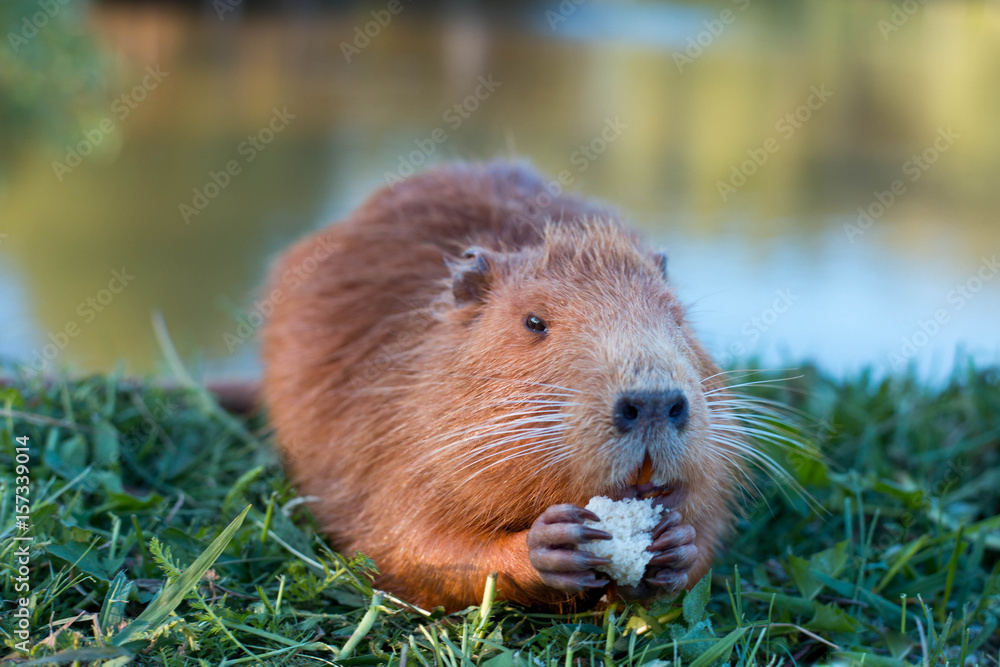Portrait of a charming sniffing nutria, sitting in the grass Portrait of a charming sniffing nutria, sitting in the grass