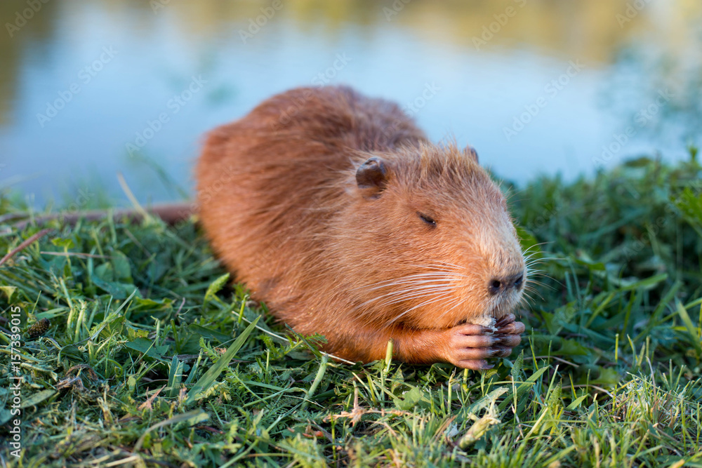 Portrait of a charming sniffing nutria, sitting in the grass