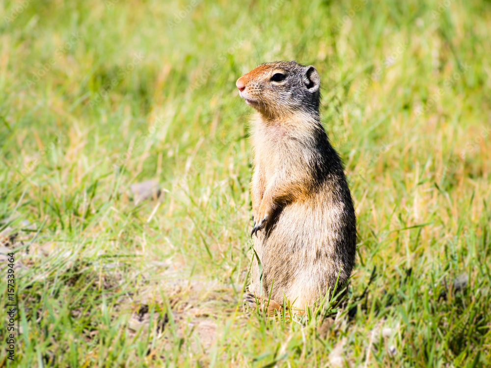Naklejka premium Columbian ground squirrel in Glacier National Park, USA